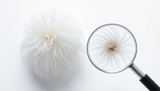 Plumas de ganso vs. plumas de pato: ¿cuál es mejor?