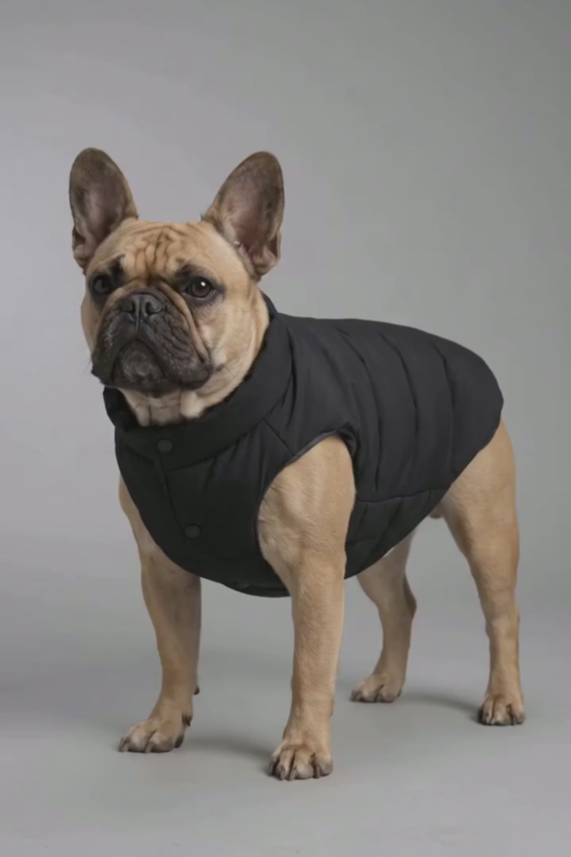 Puff-O Pet Puffer Jacket #color_black,coffee,Bright Marigold
